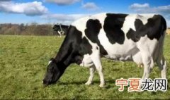 选母牛有什么方法 挑选好的母牛的方法