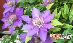 铁线莲可以活几年 铁线莲可以活40年之久吗