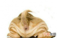 狗狗挤肛门腺会痛，比熊犬挤完肛门腺后不舒服