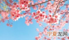 茉莉花如何能开花 垂茉莉怎么才能开花