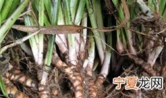 石菖蒲种植方法 石菖蒲怎么种植方法