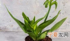 一帆风顺不开花是什么原因 一帆风顺不开花的原因分析