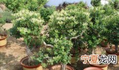 盆栽金银花怎么修剪开花多 怎么修盆栽金银花