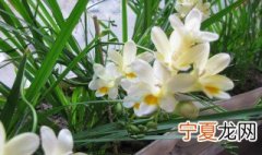 香雪兰怎么种 香雪兰如何种