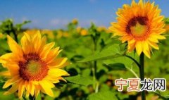 向日葵的种植方法和时间 向日葵如何种植