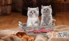 怀孕能养猫吗 怀孕能不能养猫