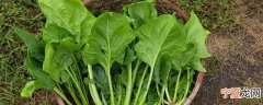 菠菜怎么才能保鲜时间长 延长菠菜保鲜期有什么方法