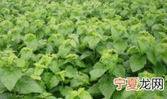 桑叶苗种植方法 桑叶苗如何种植