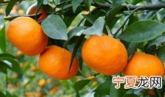 年桔怎么长时间保存 年桔怎样保存放得久