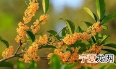 嫁接的桂花能活多少年 嫁接桂花几年开花好养吗