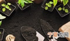 阳台盆栽空心菜 空心菜的阳台种植技巧