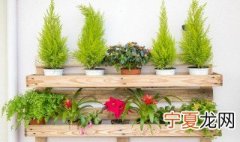 7种适合卧室养的植物 7种适合卧室养的植物有哪些