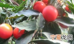 珊瑚豆为什么开花不结果 珊瑚豆开花不结果的原因