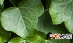 常春藤叶子发黄干枯怎么办 常春藤叶子发黄干枯怎么办处理