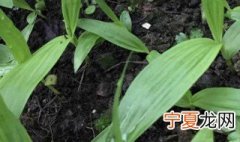 怎样种植白芨 如何种植白芨