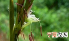 竹子开花意味着什么 竹子开花的意味