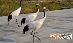 仙鹤代表什么意思 仙鹤的寓意