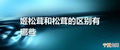 姬松茸和松茸的区别有哪些