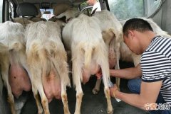 人奶可以给狗吃，挤出来的母乳可以给狗喝吗
