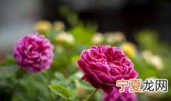 灌木月季的正确种植方法是 灌木月季的正确种植方法