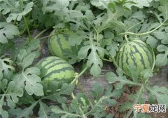 什么样的西瓜最好吃最甜 选瓜秘籍在这里