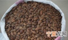 如何挑选胖大海 挑选胖大海方法介绍
