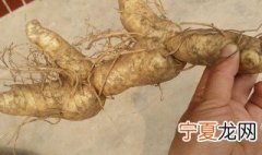 如何挑选黄精 怎么挑选黄精