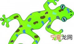壁虎的养殖技术及方法 壁虎的养殖技术和方法