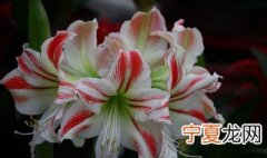 朱顶红的养殖方法 朱顶红的养殖方法是什么