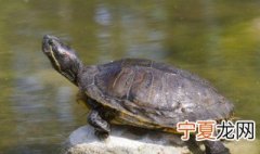 乌龟吃什么东西 乌龟吃什么