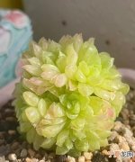 玉露几年开花，多肉玉露开什么样的花