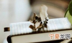 网络圣人是什么意思 网络圣人的解释
