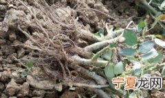 玫瑰老桩的栽培方法 玫瑰老桩的栽培方法视频