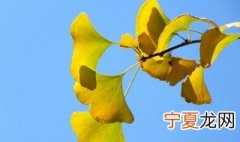 银杏叶怎么处理才无毒 银杏叶处理才无毒的方法