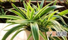 吊兰的养殖方法 吊兰的养殖方法是什么