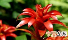 鸿运当头的养殖方法 鸿运当头的养殖方法要注意什么