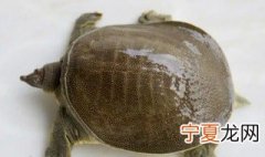 怎样清洗石甲鱼 石甲鱼怎么清理