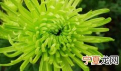 绿菊花草怎么养 绿菊花夏天怎么养