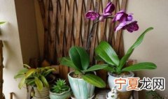 蝴蝶兰适合室内养吗 蝴蝶兰能不能室内养