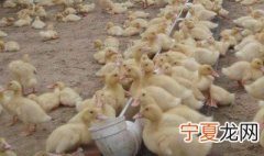 鸭子的养殖方法 鸭子如何养殖
