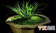 北方菖蒲怎么养殖方法 北方菖蒲如何养殖方法