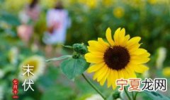 三伏天哪伏最热 三伏天为什么热