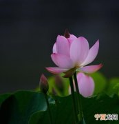 巧荷的寓意，什么字代表活力的意思