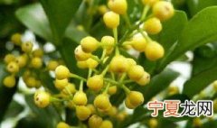 米米兰花的养殖方法 米米兰花的养殖方法有哪些