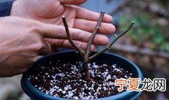 月季花枯萎了怎么救活 月季花枯萎了如何救活