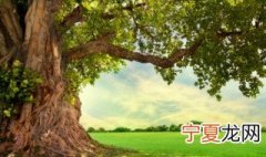 樟树突然树叶全部枯死了原因 樟树突然树叶全部枯死了原因是什么