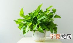 水培绿萝怎么养长得快 绿萝用水养怎么养