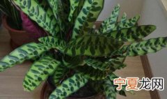 毛眼花的养殖方法 毛眼花的养殖方法是什么