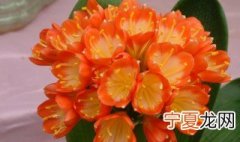 水培君子兰大全 水培君子兰的养殖方法