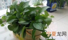 土培绿萝的养殖方法和注意事项 土培绿萝的种植方法和注意事项是什么